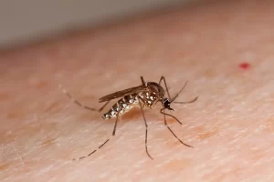 Mosquito da dengue