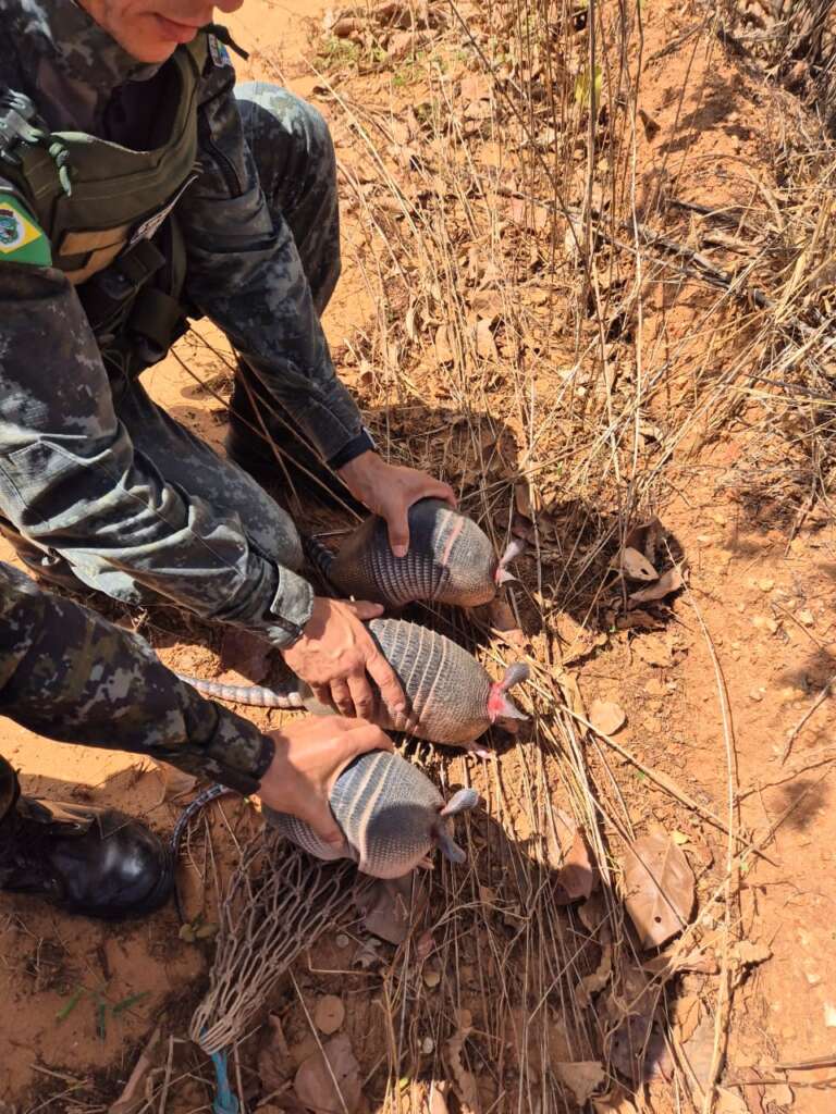 Caça ilegal: oito pessoas são presas e animais são resgatados em Lavras da Mangabeira