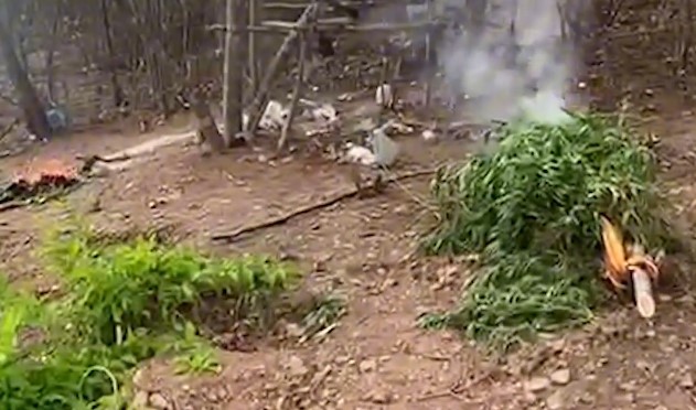 Operação no Ceará incinera roça de maconha e apreende arma e munições