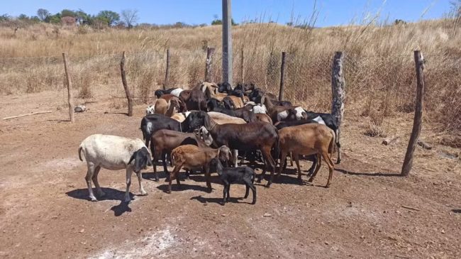 Vacina para animais é suspensa no Nordeste por relatos de mortes e reações