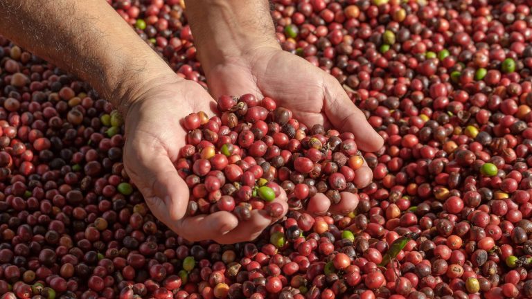 Produção agrícola brasileira gera R$ 783,2 bilhões em 2024