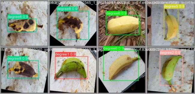 Aplicativo cearense identifica maturação de bananas e reduz perdas