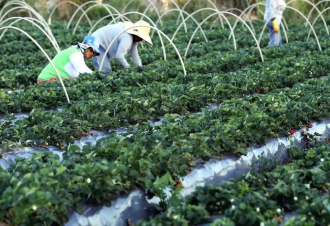 Programa Desenrola Rural renegocia quase R$ 12 bilhões em dívidas