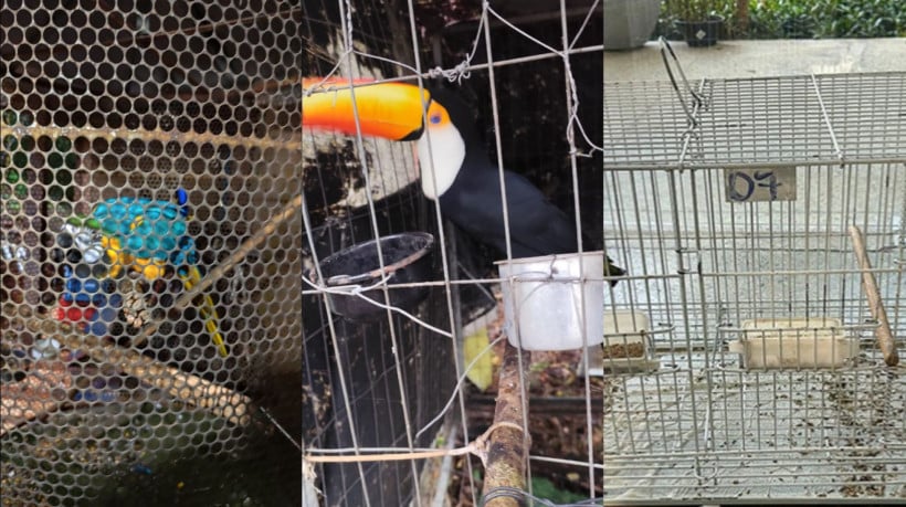 Rede de tráfico de animais silvestres é desarticulada com prisões no Ceará