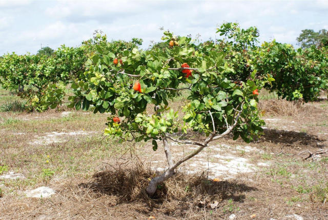 Ceará mantém liderança nacional na produção de castanha-de-caju