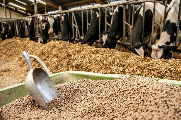 Produção de grãos no Ceará recua 6,92% em setembro