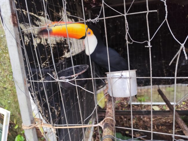 Rede de tráfico de animais silvestres é desarticulada com prisões no Ceará