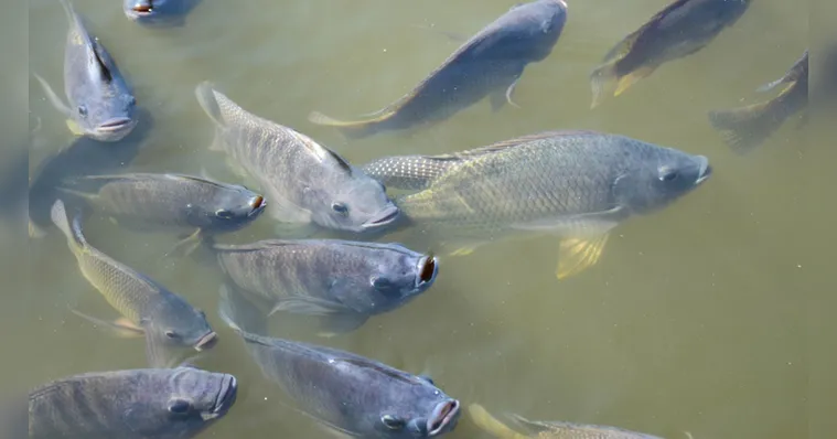 Tilápia é incluída em lista nacional de espécies exóticas invasoras