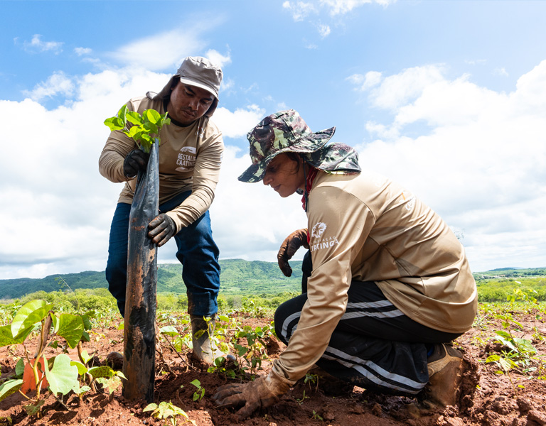 MapBiomas aponta desmatamento em quase todos os municípios da Caatinga