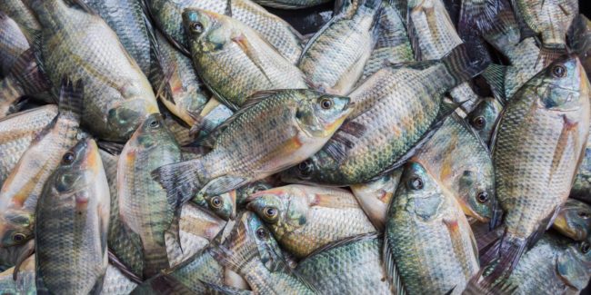 Tilápia é incluída em lista nacional de espécies exóticas invasoras