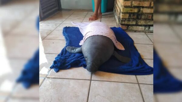 Filhote de peixe-boi é resgatado no Litoral Leste