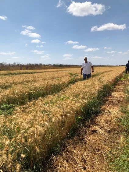 Setor Agro vence dificuldades hídricas e aponta crescimento em Limoeiro do Norte e demais municípios do Vale do Jaguaribe (Foto: Governo Federal)