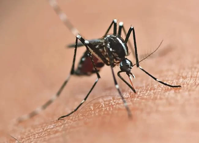 Estados e municípios recebem investimento milionário para o combate à dengue