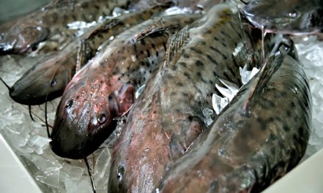 Além de consumir e exportar produtos agropecuários, o país africano passará a importar os pescados do Brasil - (Foto: Agência Brasil)