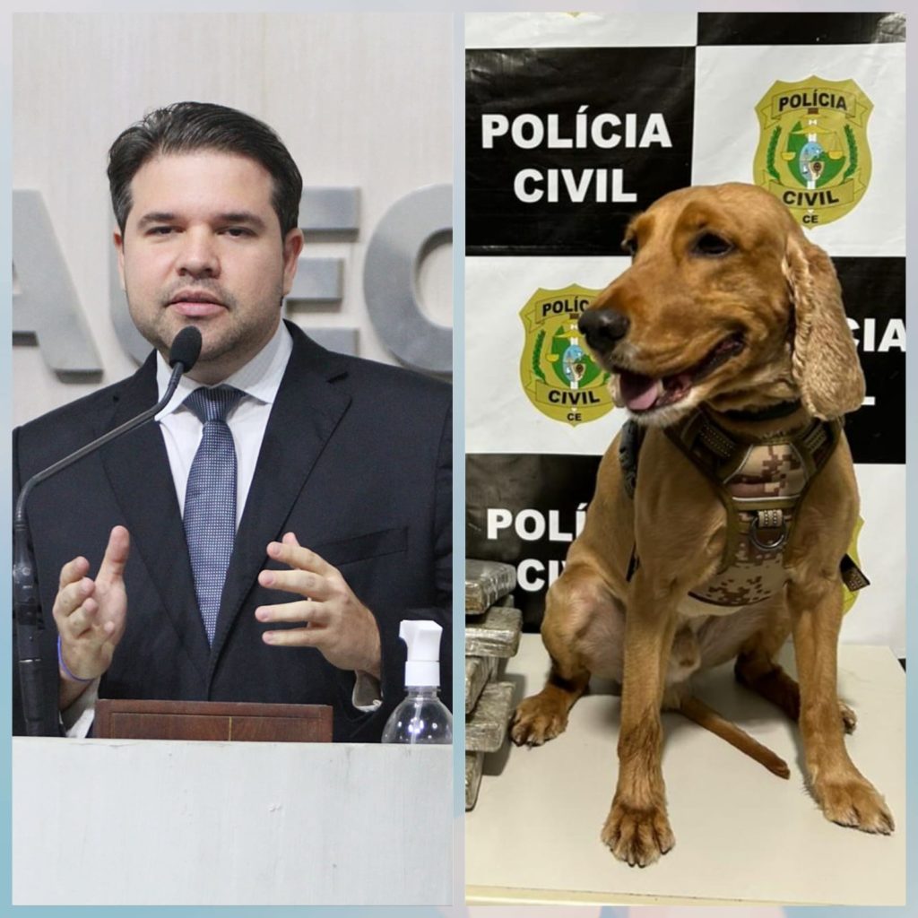 De acordo com as justificativas de Pedrosa, o Cão Policial possui importância em tarefas específicas das operações de segurança do Estado - (Fotos: Júnior Pio/Ascom PCCE)