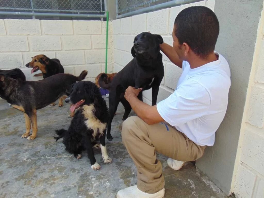 Novo modelo de ressocialização de detentos pode receber cães e gatos