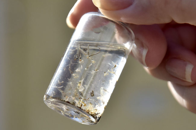 Casos de dengue caem 75% no Brasil em 2026, aponta Ministério da Saúde