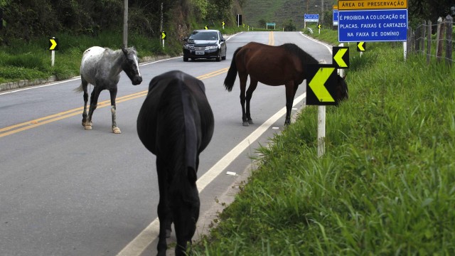 Prefeitura recebe alerta sobre retirada de animais soltos nas estradas 