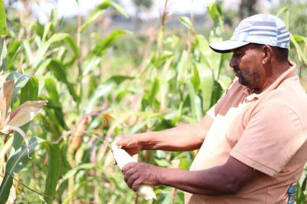 Garantia Safra beneficia mais de 22 mil agricultores em abril