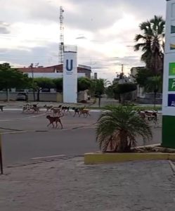 De acordo com a população, o canil público de Icó não foi capaz de reduzir o número de cães abandonados no município - (Foto: Reprodução/WhatsApp)