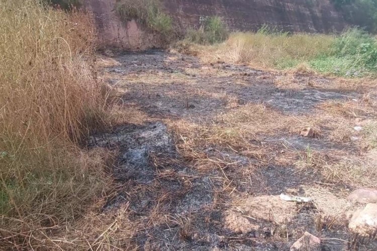 Desmatamento em volta do espaço da Expocrato é investigado 