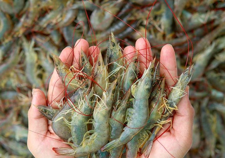 Ceará lança programa de apoio à carcinicultura