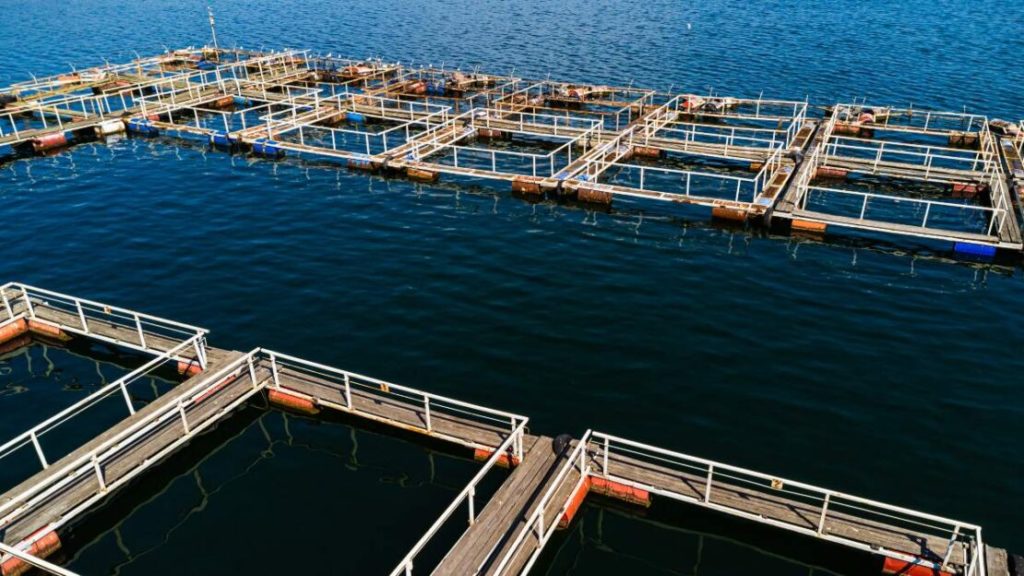 Menos de 1% da área do Ceará é dedicada à aquicultura