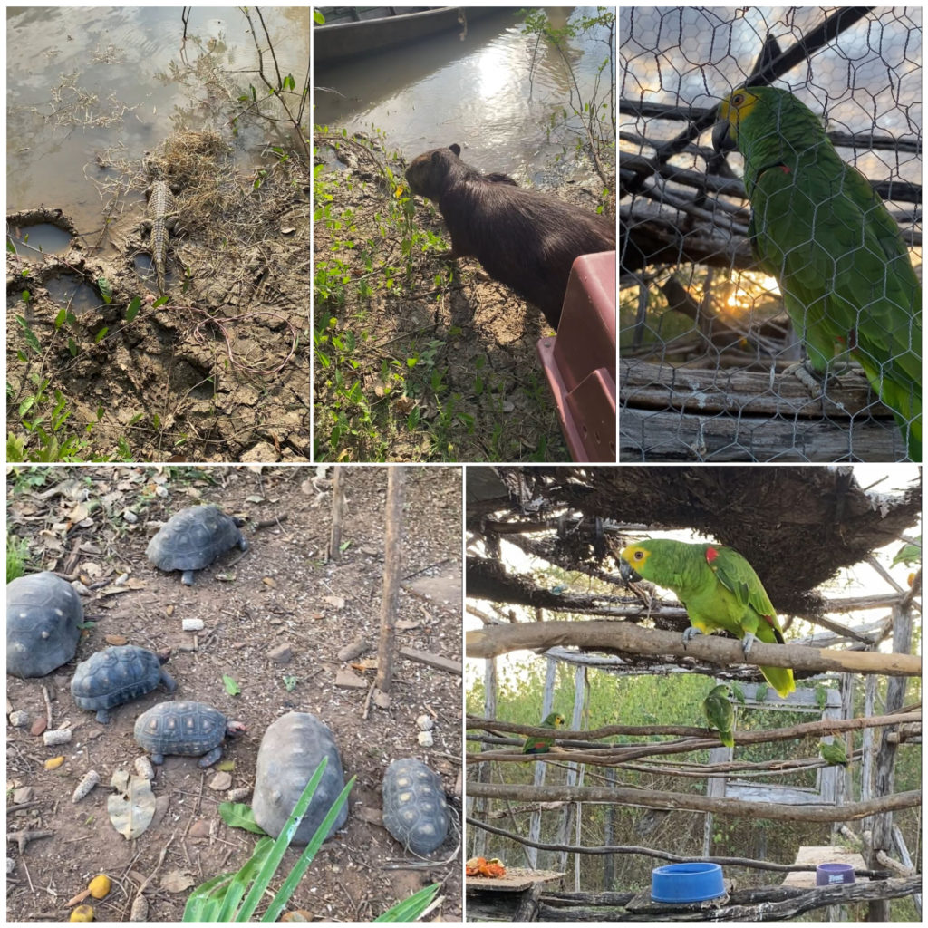 Animais silvestres são soltos pela Semace e pelo Ibama