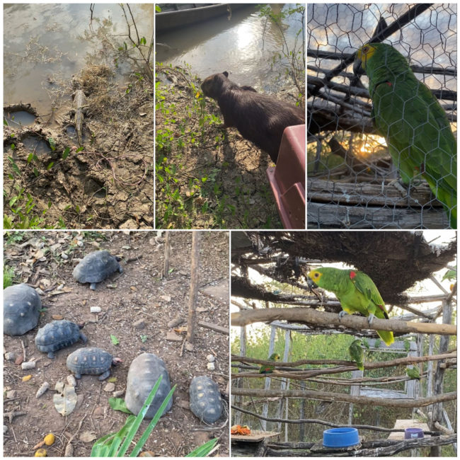 Animais silvestres são soltos pela Semace e pelo Ibama