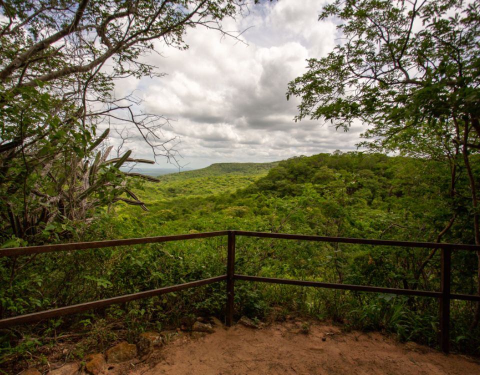 Associação Caatinga incentiva estudos para ampliar conhecimento sobre o bioma