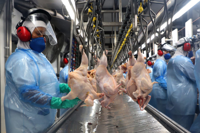Ceará registra crescimento na produção de frango e suíno