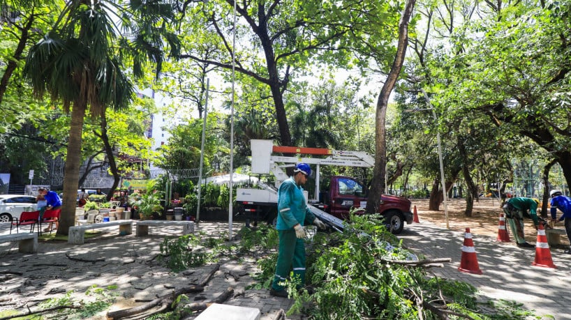 Cortes de árvores no Ceará aumentam 26% em 2024
