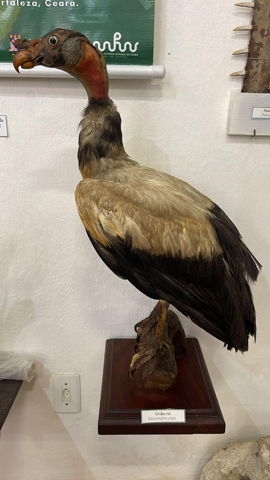 Museu de História Natural promove exposição de aniversário em Pacoti