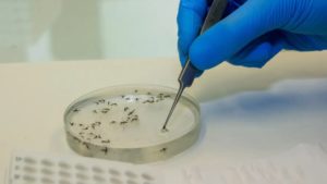 Surto de oropouche faz Ceará ultrapassar total de casos de 2024
