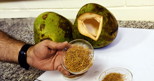 Pesquisadores buscam desenvolver combustível através do coco verde