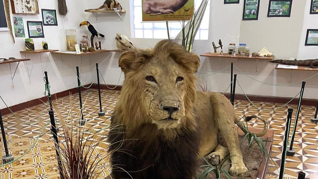 Museu de História Natural promove exposição de aniversário em Pacoti