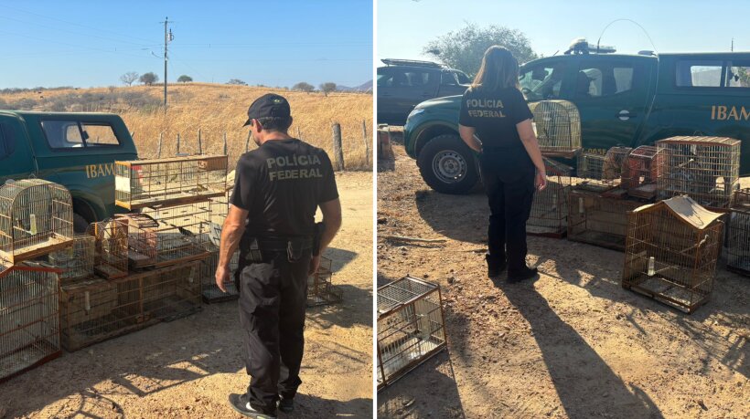 Polícia Federal realiza operação contra comércio ilegal de aves em Icó
