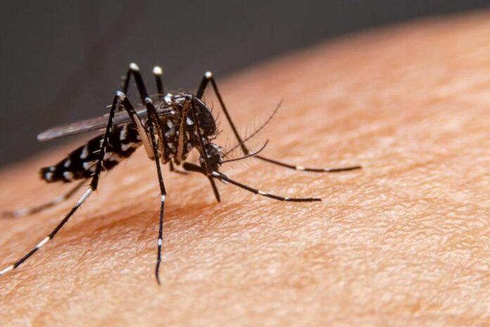 Dados revelam alta de casos de Dengue no Ceará 