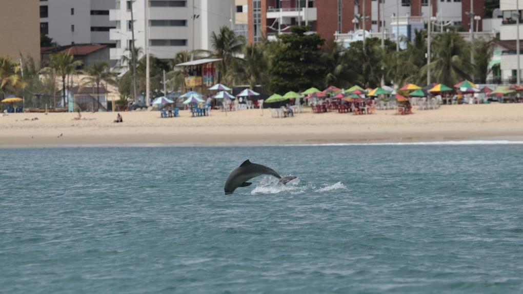 Estudiosos alertam para preservação dos golfinhos em Fortaleza