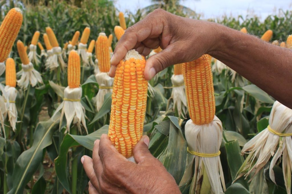 Ceará encerra 2023 com queda na produção agrícola