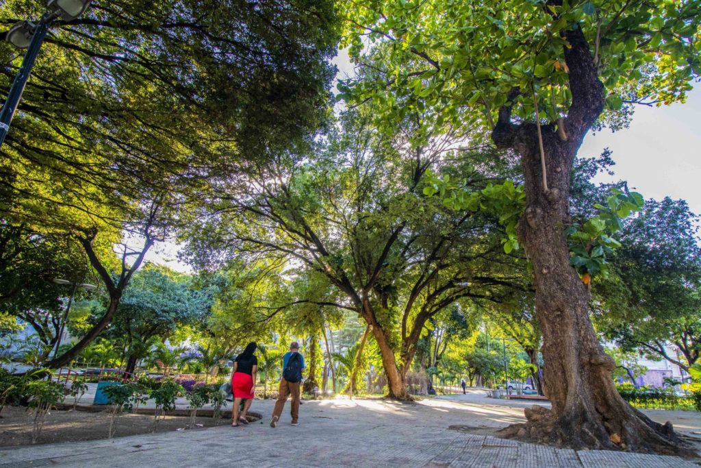 Fortaleza ganha reconhecimento nacional por práticas de arborização