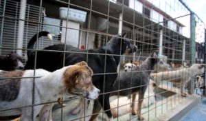 Fortaleza atualiza cadastro de protetores e abrigos de animais