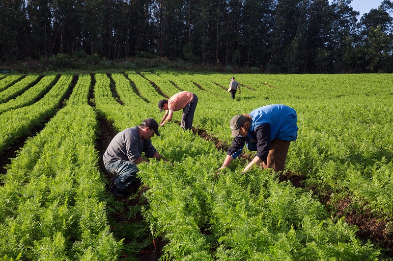 Saiba mais sobre a aposentadoria rural para trabalhadores do campo