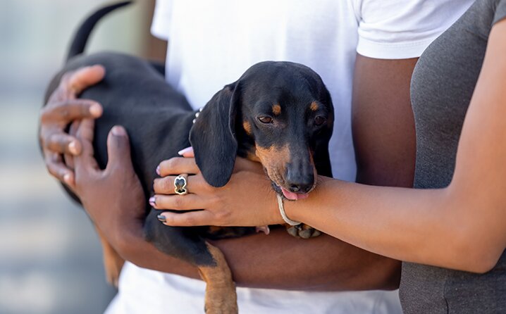 Nova lei promove registro obrigatório de animais domésticos no Brasil