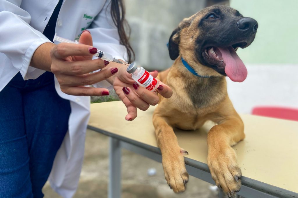 Campanha de vacinação antirrábica é prorrogada em Fortaleza