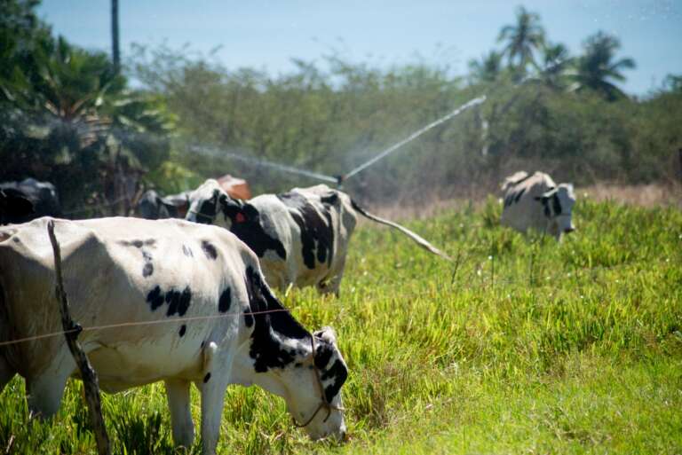 Agricultura impulsiona economia cearense, que cresce 6,67% no 3º trimestre