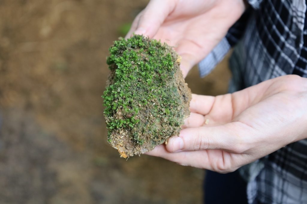 Mapeamento de solos impulsiona agricultura sustentável no Ceará