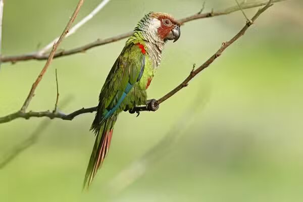 Periquito-cara-suja retorna à Caatinga após 114 anos