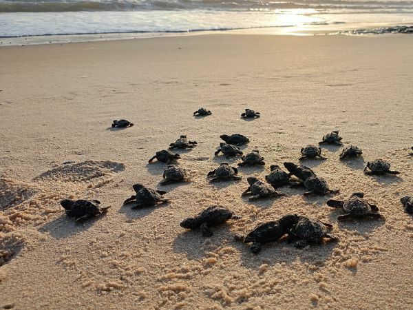 Foto: Prefeitura de Caucaia