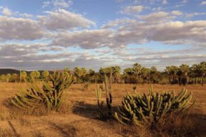 Caatinga sofre com desmate e desertificação já atinge 11% do Ceará